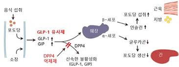 GLP-1과 GIP 수용체 작용기전